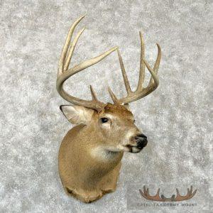 Whitetail Deer Taxidermy Shoulder Mount For Sale