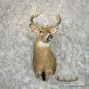 Whitetail Deer Taxidermy Shoulder Mount For Sale