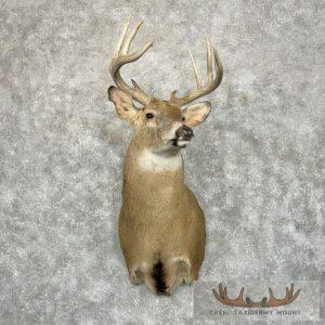 Whitetail Deer Taxidermy Shoulder Mount For Sale