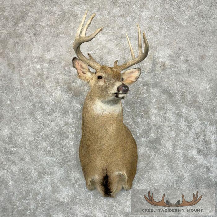 Whitetail Deer Taxidermy Shoulder Mount For Sale