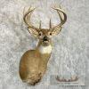 Whitetail Deer Taxidermy Shoulder Mount For Sale