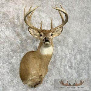 Whitetail Deer Taxidermy Shoulder Mount For Sale