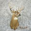 Whitetail Deer Taxidermy Shoulder Mount For Sale