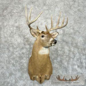 Whitetail Deer Taxidermy Shoulder Mount For Sale