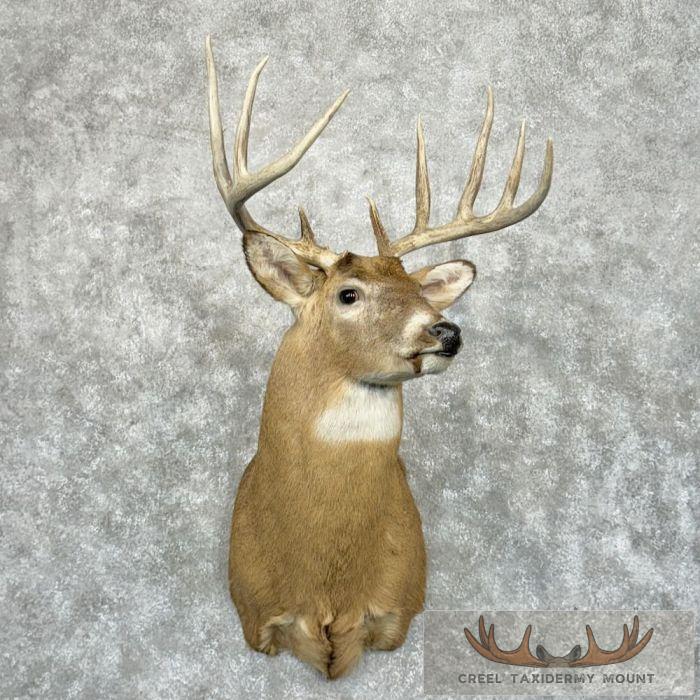 Whitetail Deer Taxidermy Shoulder Mount For Sale