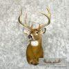 Whitetail Deer Taxidermy Shoulder Mount For Sale