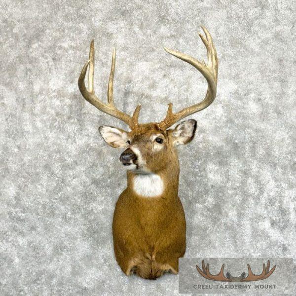 Whitetail Deer Taxidermy Shoulder Mount For Sale
