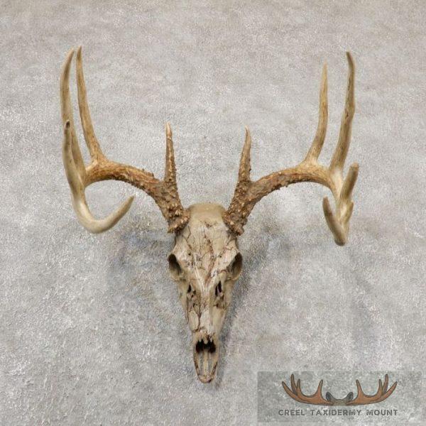 Whitetail Deer Skull European Taxidermy Mount For Sale