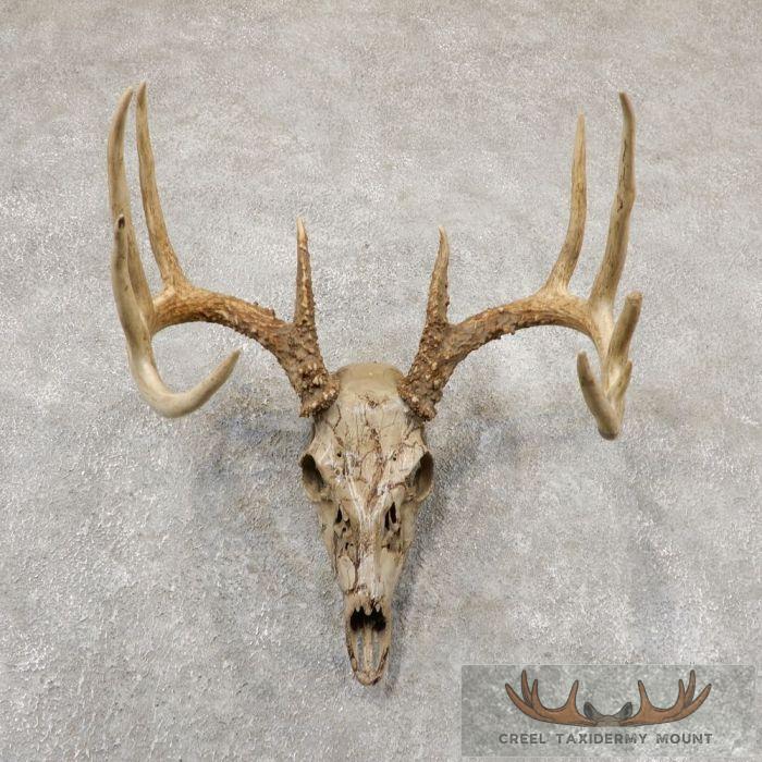 Whitetail Deer Skull European Taxidermy Mount For Sale
