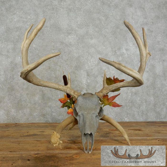 Whitetail Deer Skull European Taxidermy Mount For Sale