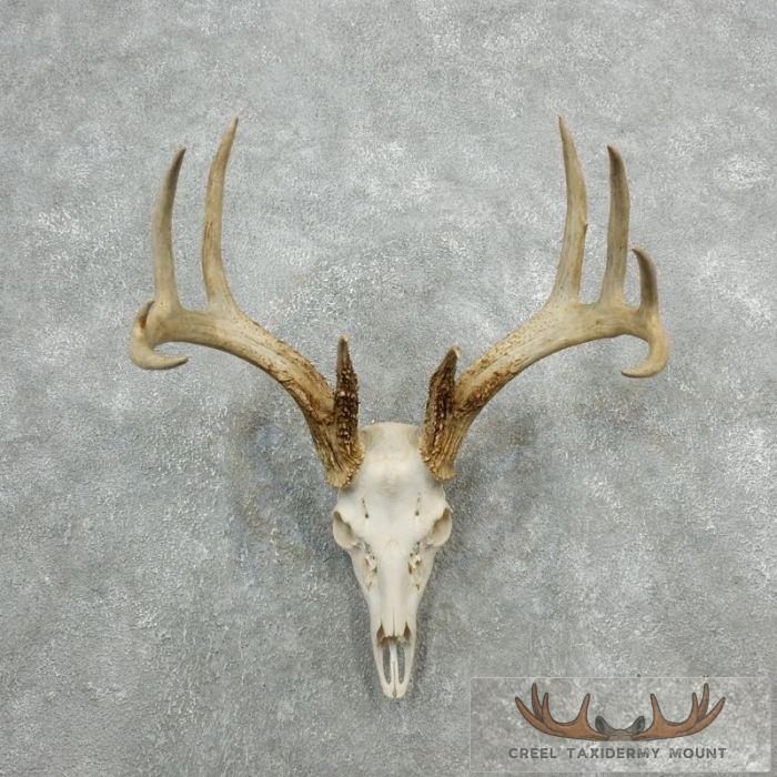 Whitetail Deer Skull European Taxidermy Mount For Sale