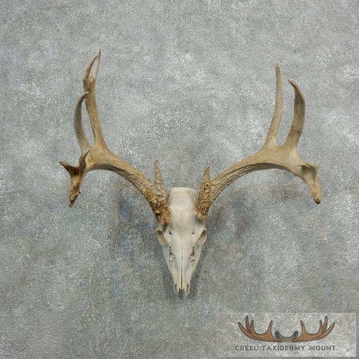 Whitetail Deer Skull European Taxidermy Mount For Sale