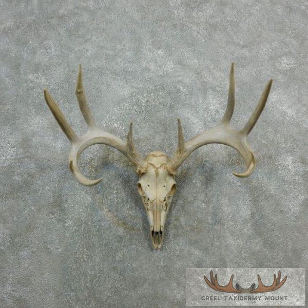 Whitetail Deer Skull European Taxidermy Mount For Sale