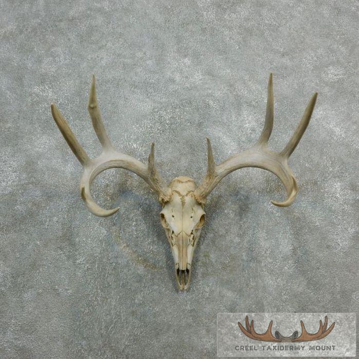 Whitetail Deer Skull European Taxidermy Mount For Sale