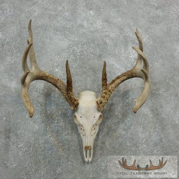 Whitetail Deer Skull European Taxidermy Mount For Sale