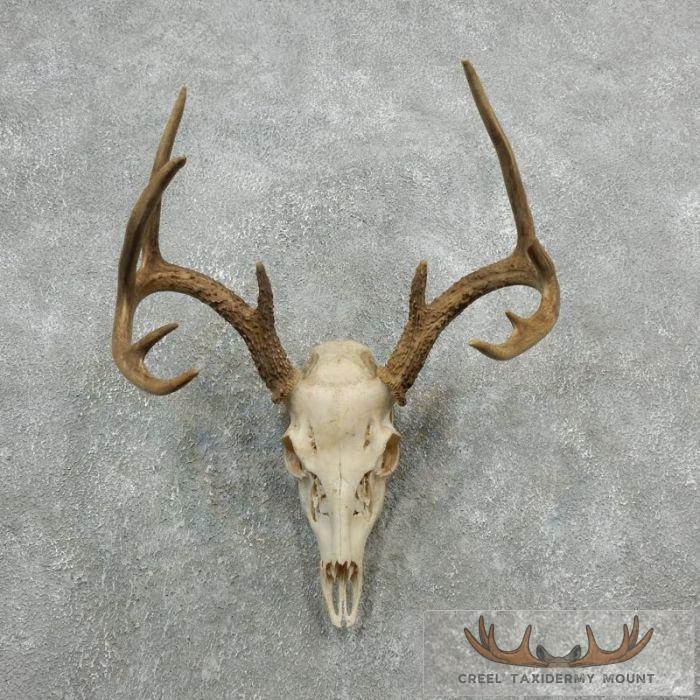 Whitetail Deer Skull European Taxidermy Mount For Sale