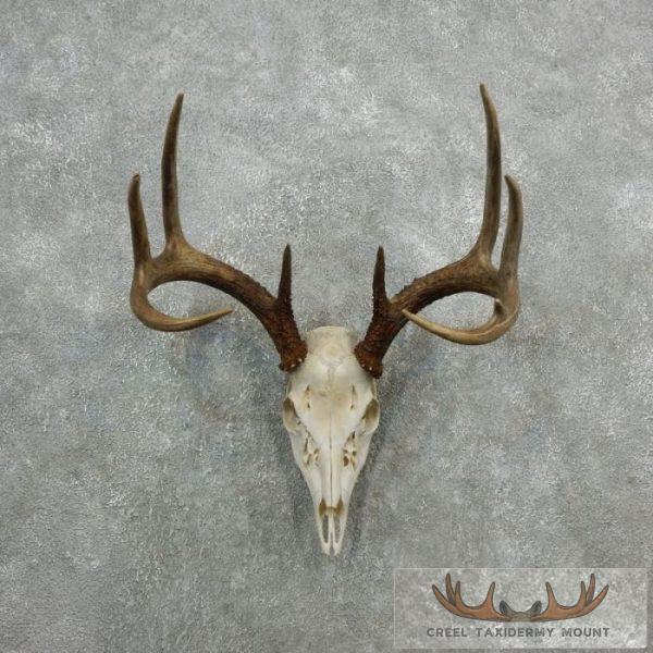 Whitetail Deer Skull European Taxidermy Mount For Sale
