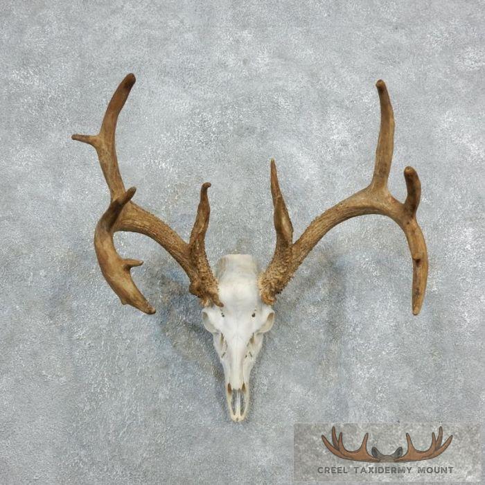Whitetail Deer Skull European Taxidermy Mount For Sale