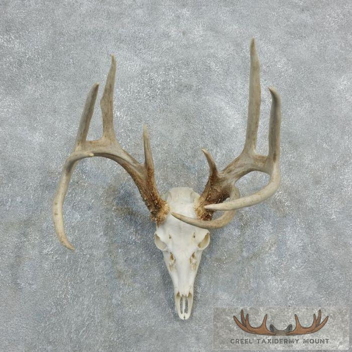 Whitetail Deer Skull European Taxidermy Mount For Sale