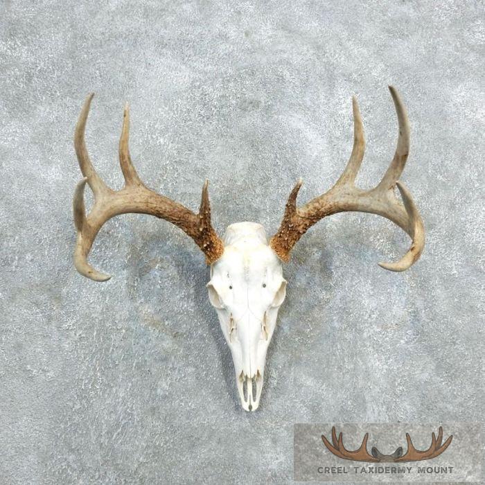 Whitetail Deer Skull European Taxidermy Mount For Sale