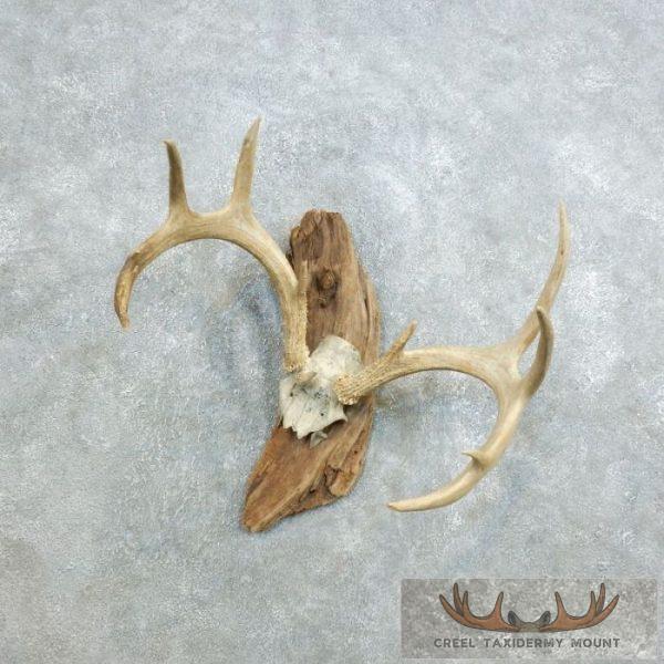 Whitetail Deer Skull European Taxidermy Mount For Sale