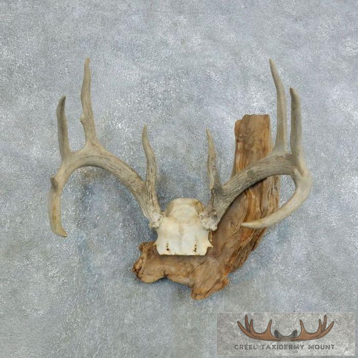 Whitetail Deer Skull European Taxidermy Mount For Sale
