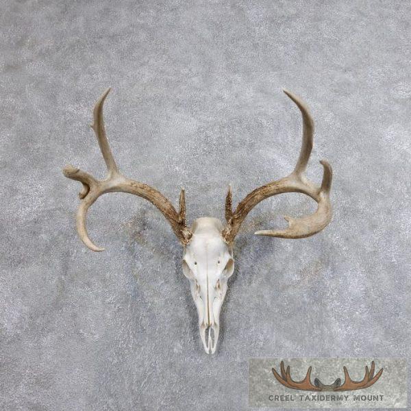 Whitetail Deer Skull European Taxidermy Mount For Sale