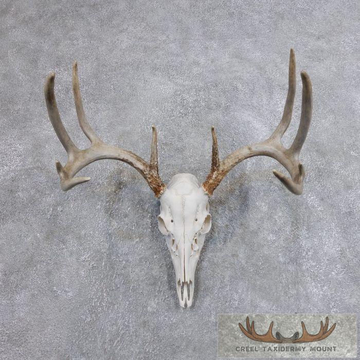 Whitetail Deer Skull European Taxidermy Mount For Sale