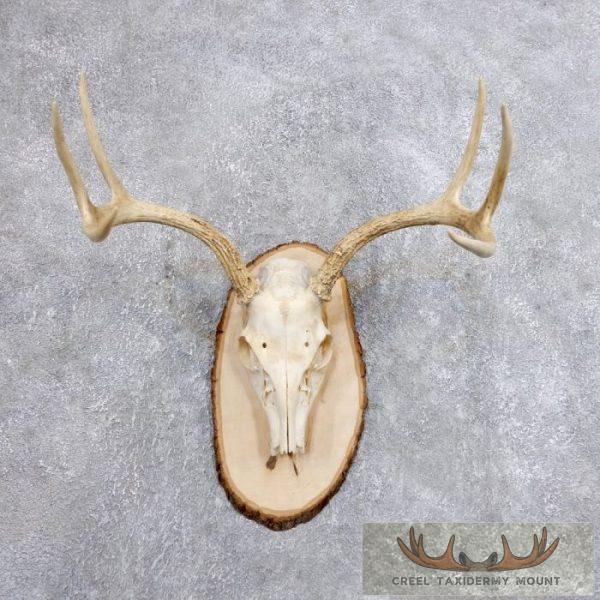 Whitetail Deer Skull European Taxidermy Mount For Sale