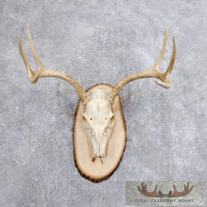 Whitetail Deer Skull European Taxidermy Mount For Sale