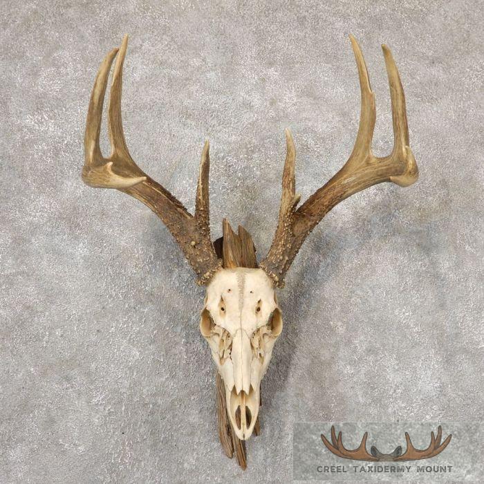 Whitetail Deer Skull European Taxidermy Mount For Sale