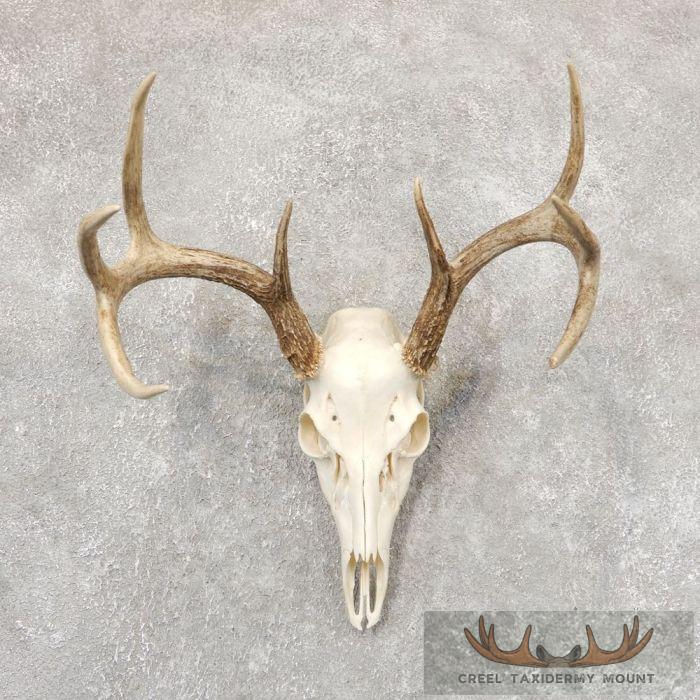 Whitetail Deer Skull European Taxidermy Mount For Sale
