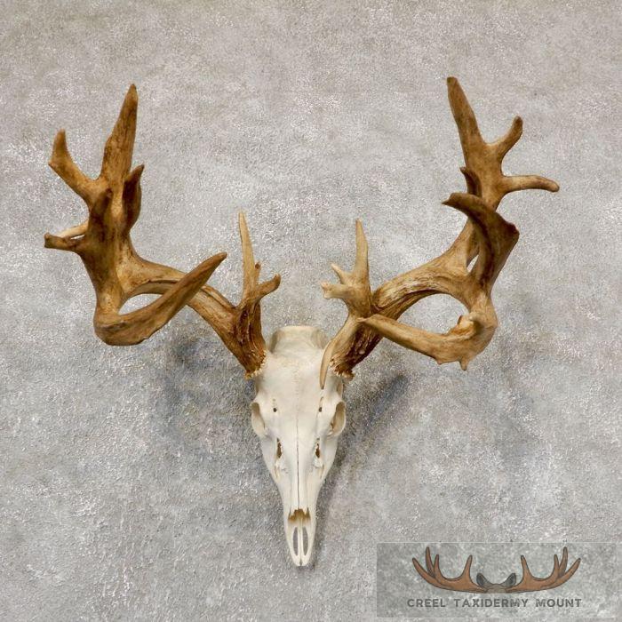 Whitetail Deer Skull European Taxidermy Mount For Sale