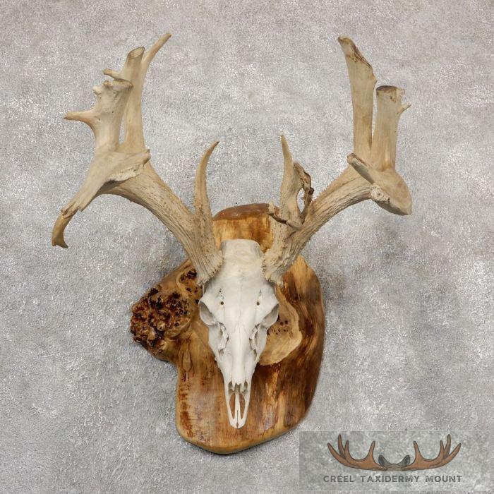 Whitetail Deer Skull European Taxidermy Mount For Sale