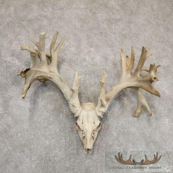 Whitetail Deer Skull European Taxidermy Mount For Sale