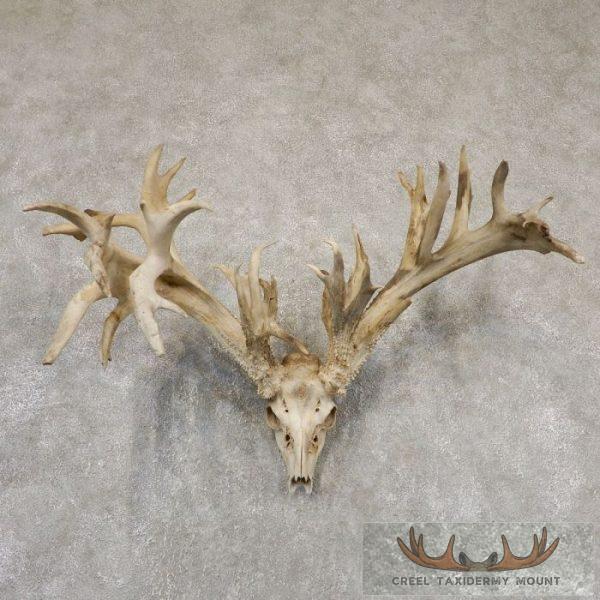 Whitetail Deer Skull European Taxidermy Mount For Sale