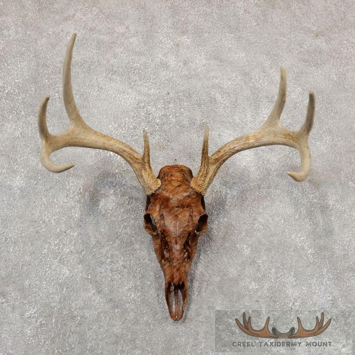 Whitetail Deer Skull European Taxidermy Mount For Sale