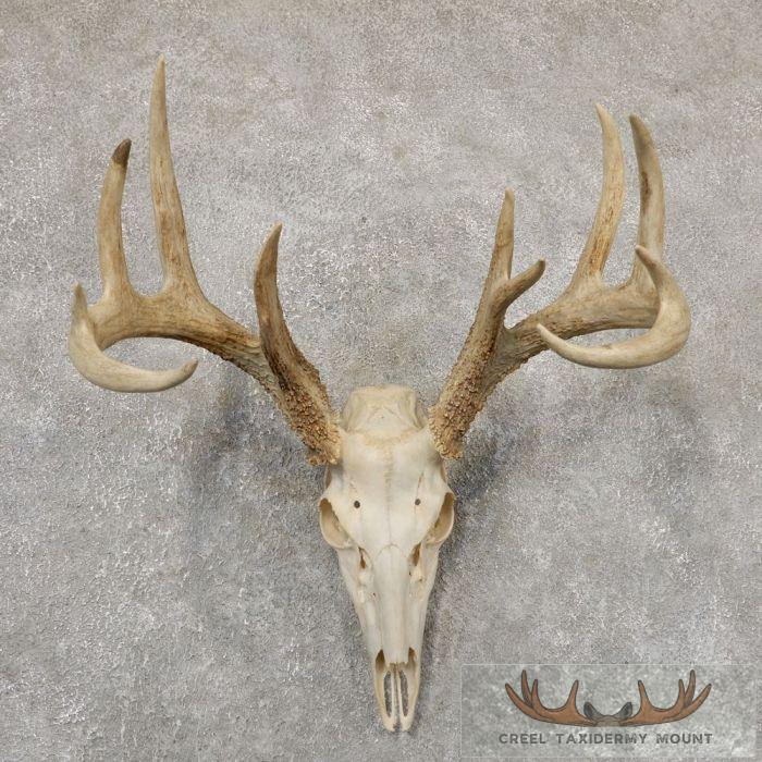 Whitetail Deer Skull European Taxidermy Mount For Sale