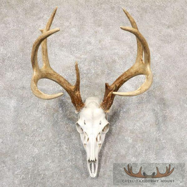 Whitetail Deer Skull European Taxidermy Mount For Sale