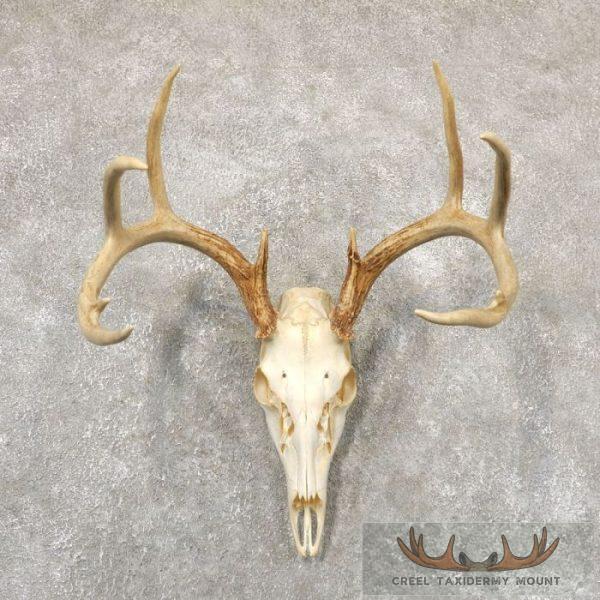 Whitetail Deer Skull European Taxidermy Mount For Sale