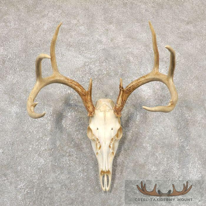 Whitetail Deer Skull European Taxidermy Mount For Sale