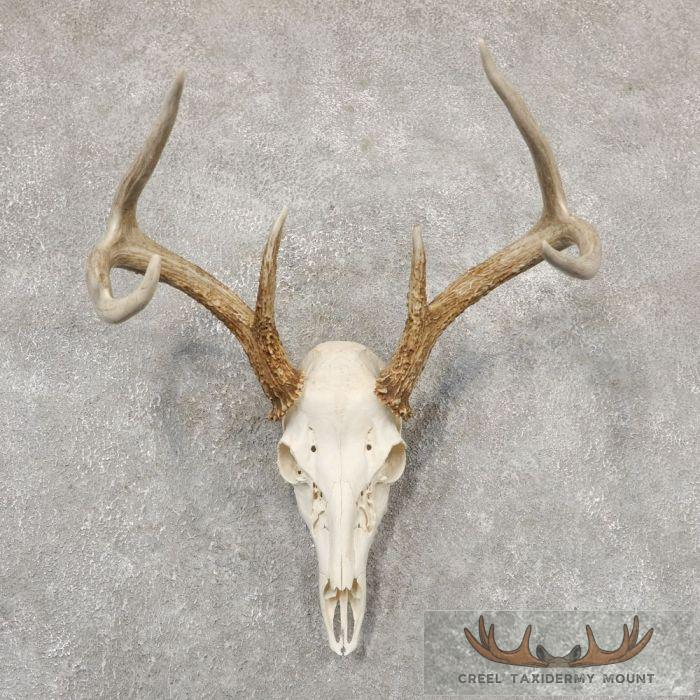 Whitetail Deer Skull European Taxidermy Mount For Sale