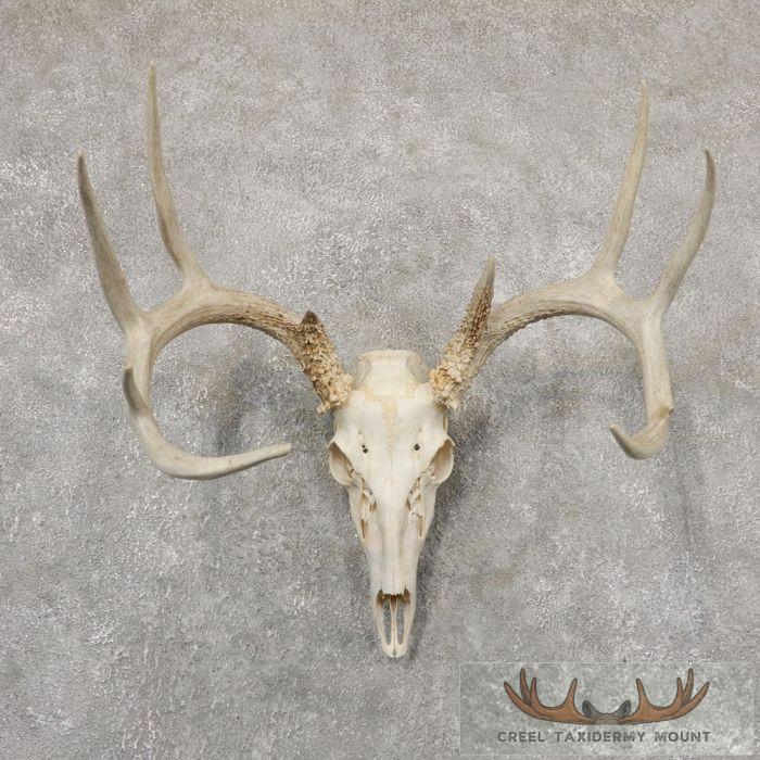 Whitetail Deer Skull European Taxidermy Mount For Sale