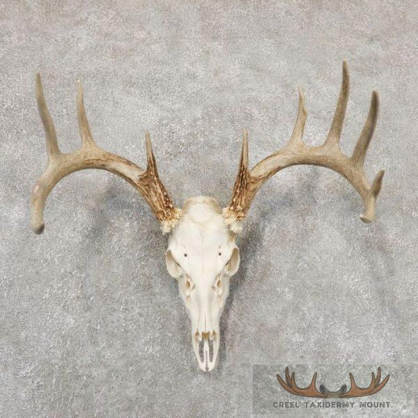 Whitetail Deer Skull European Taxidermy Mount For Sale