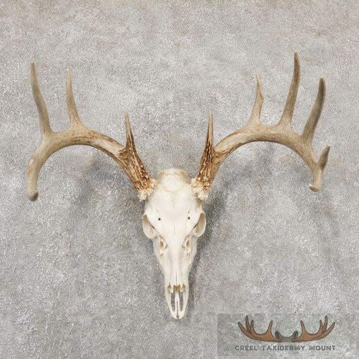 Whitetail Deer Skull European Taxidermy Mount For Sale