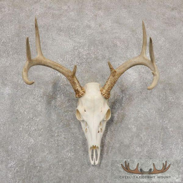 Whitetail Deer Skull European Taxidermy Mount For Sale