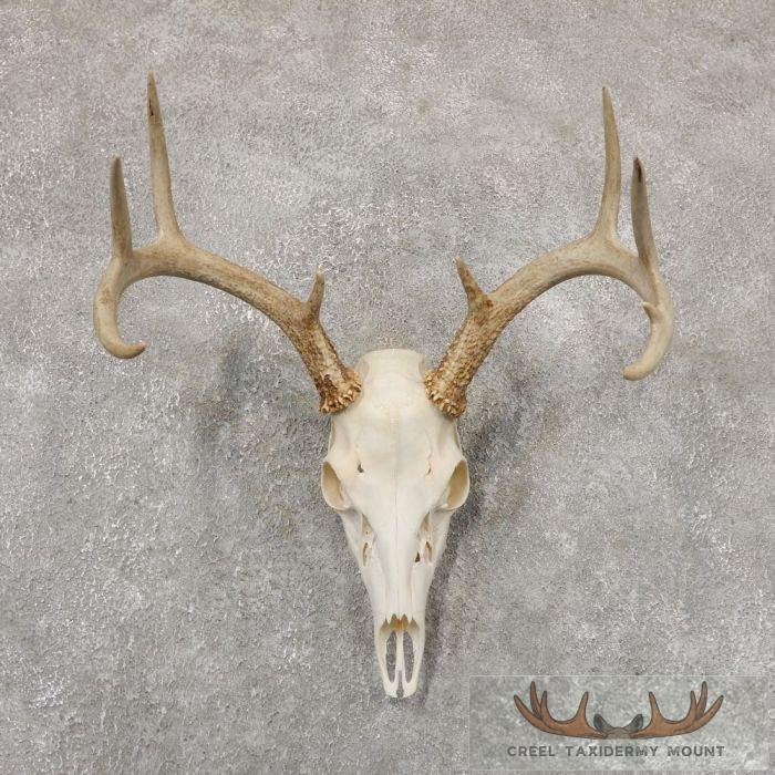 Whitetail Deer Skull European Taxidermy Mount For Sale