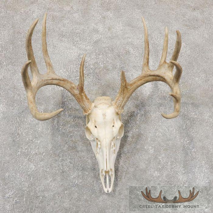 Whitetail Deer Skull European Taxidermy Mount For Sale