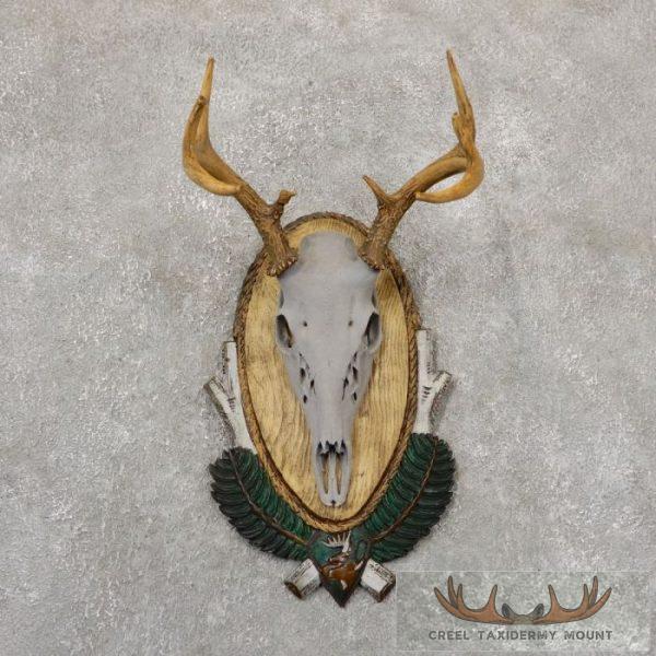 Whitetail Deer Skull European Taxidermy Mount For Sale