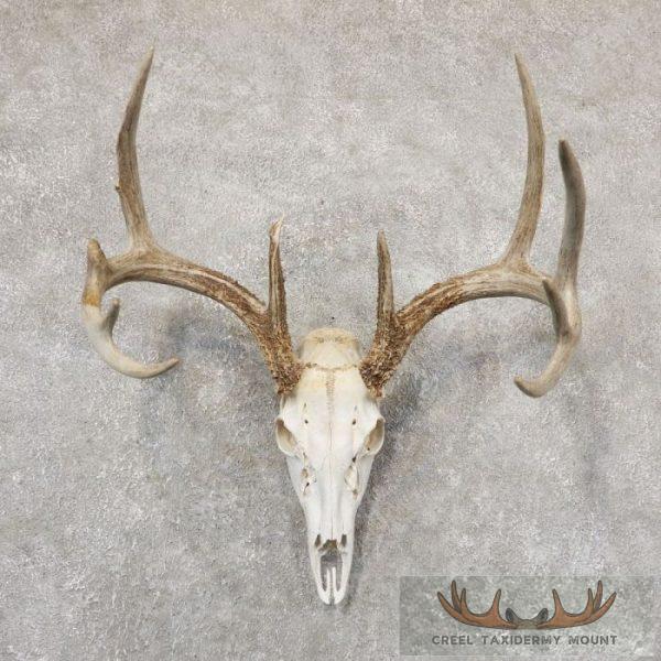 Whitetail Deer Skull European Taxidermy Mount For Sale
